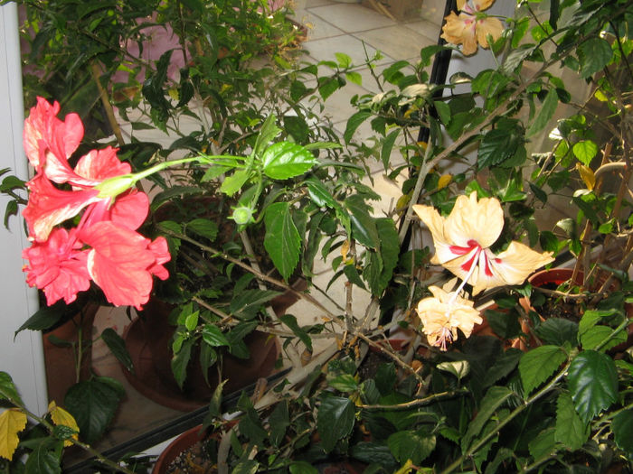 IMG_2387 - El capitolio