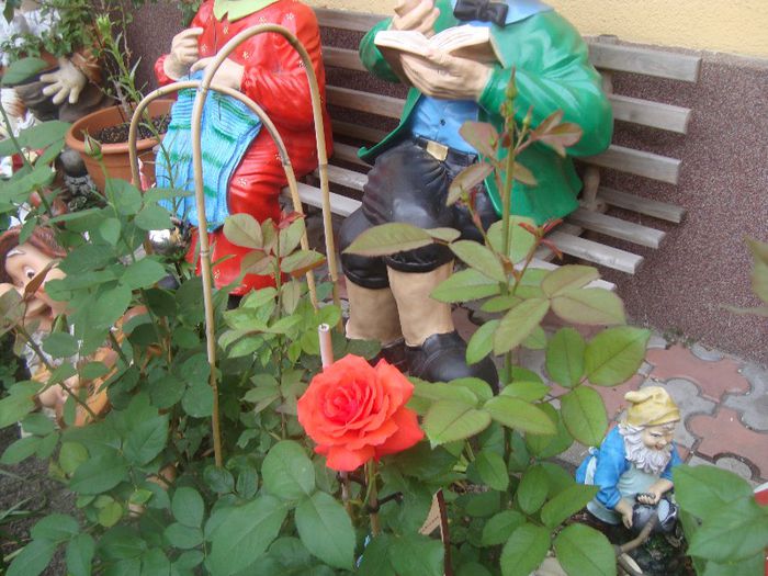 Tranda; Ce miros....
