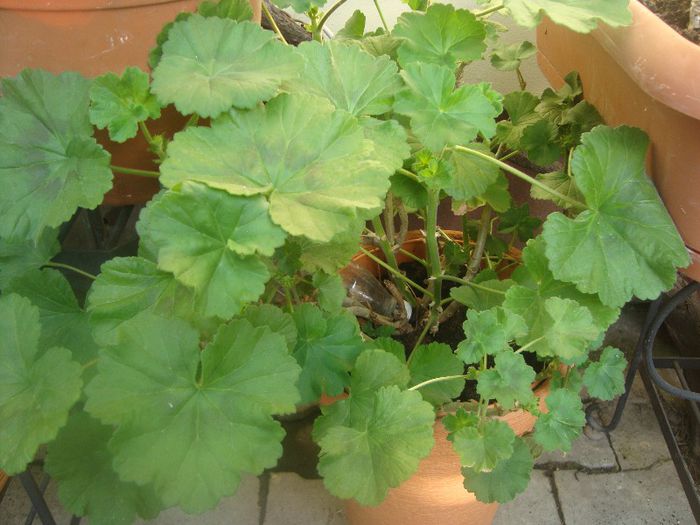 DSC03567 - Flori 2013