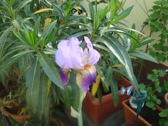 Iris..; ...sa decolorat....trebuia sa fie galben cu mov...se poate vedea poza ambalajului la albumul gradina2013.... Nu iti mai vine sa cumperi nimic..
