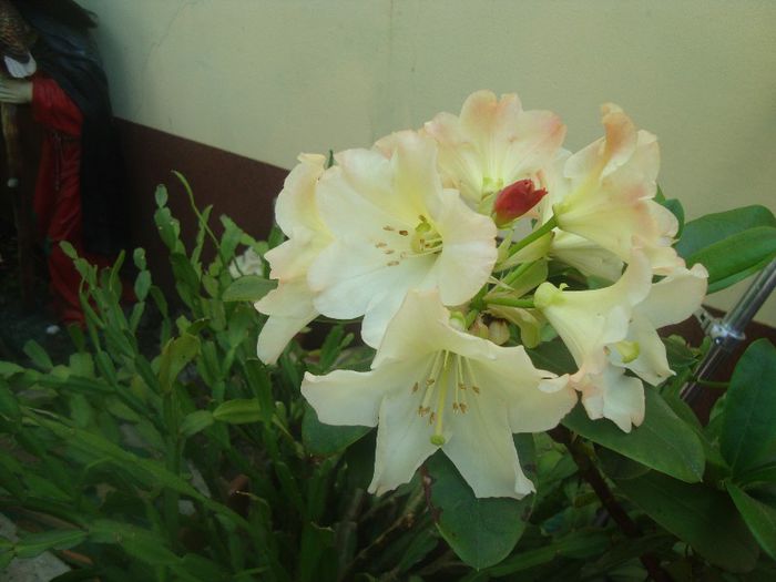 DSC03570 - Flori 2013