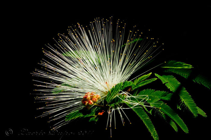 883506_444485752296817_40817527_o; mimosa.
