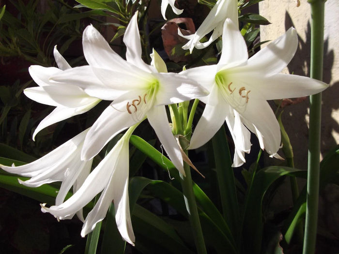 901349_462193137192745_928624187_o; crinum powelii
