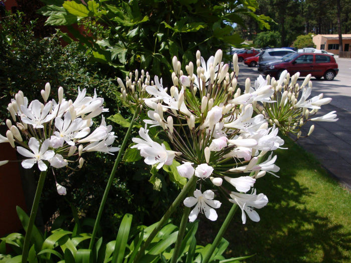 902606_456041044474621_27108873_o; agapanthus alb
