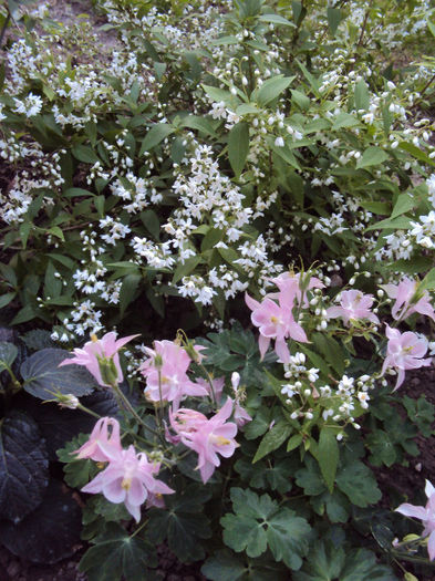 aquilegia si deutzia