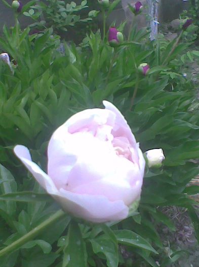 Imag0659 - bujor alb cu nuante roz