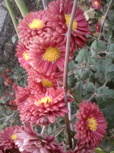 Fotografii-0019 - mii de flori