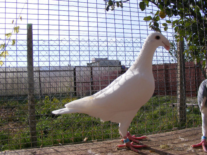 VINDUTA APRILIE 2013