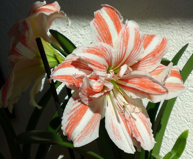  - Hippeastrum Amaryllis