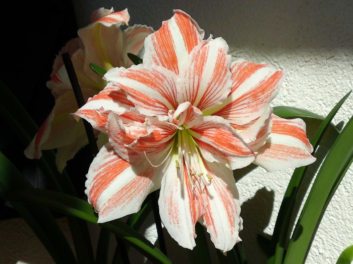  - Hippeastrum Amaryllis