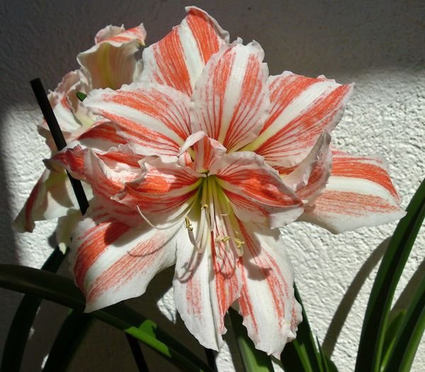  - Hippeastrum Amaryllis