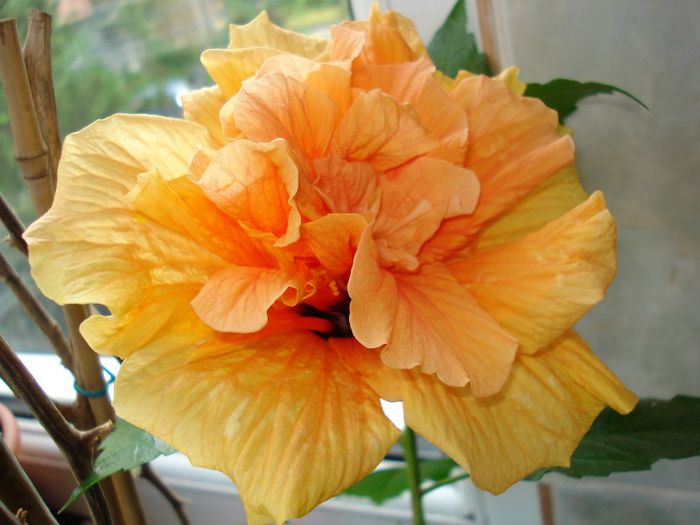 Classic Apricot