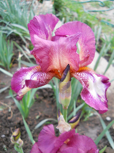 DSCN4482 - irisi 2013