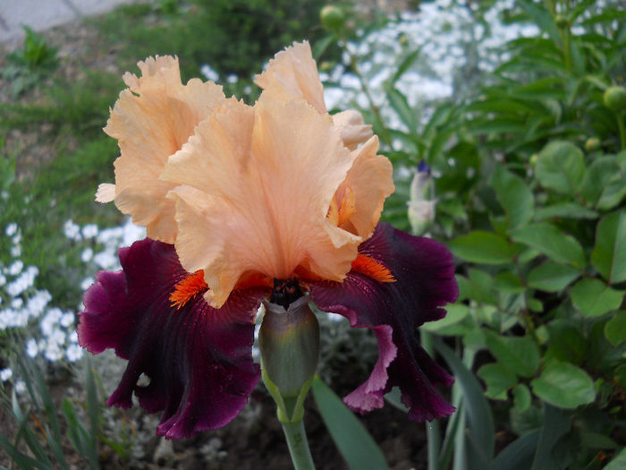 DSCN4491 - irisi 2013