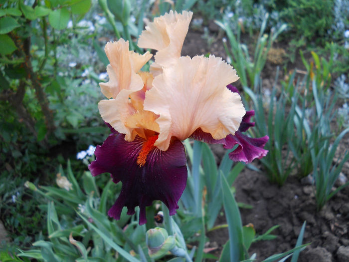 DSCN4492 - irisi 2013
