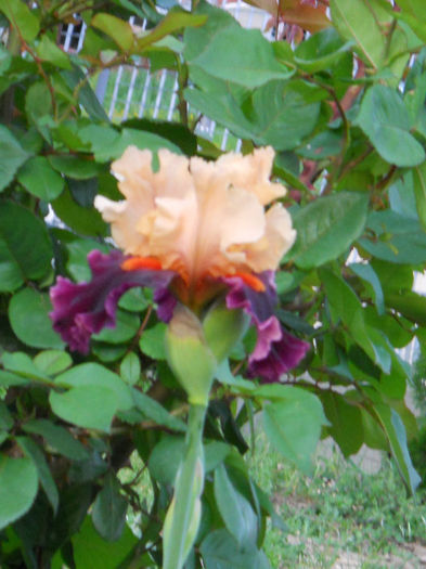 DSCN4496 - irisi 2013