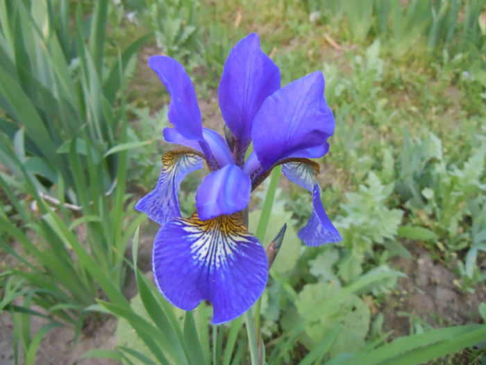 iris sibirica persimmon-7 mai 2013