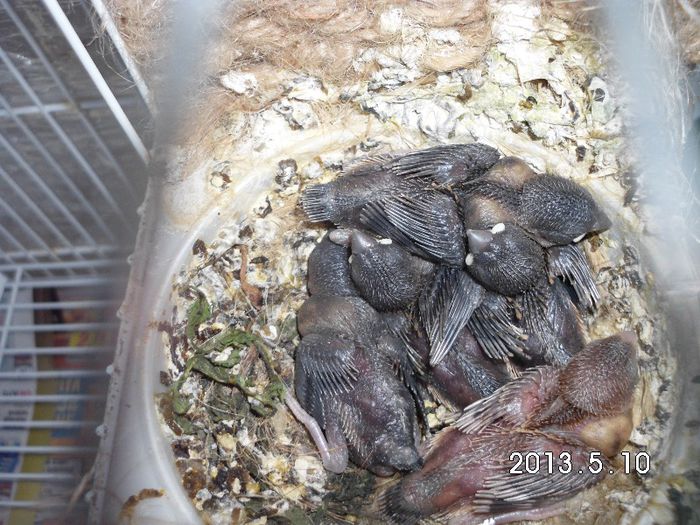 pui cioc argintiu p 2