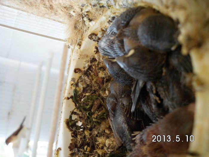 p2 puiuti cioc argintiu -10 zile