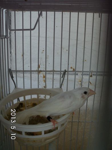 pereche alba la cuib