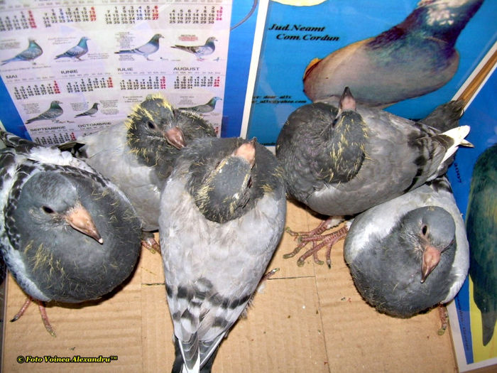 Lui BalascaDaniel.sunph