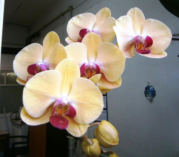 P5100003 - Reinfloriri orhidee 2013