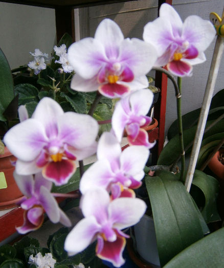 P5100005 - Reinfloriri orhidee 2013