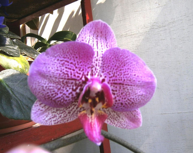 P5100007 - Reinfloriri orhidee 2013