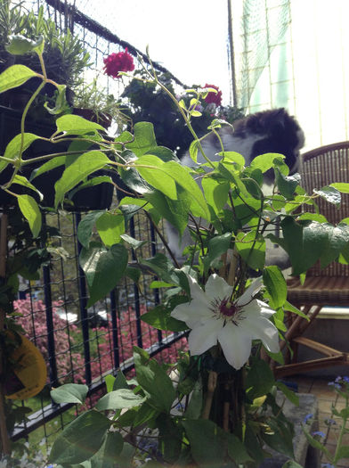 clematita Miss Bateman - balcon 2013