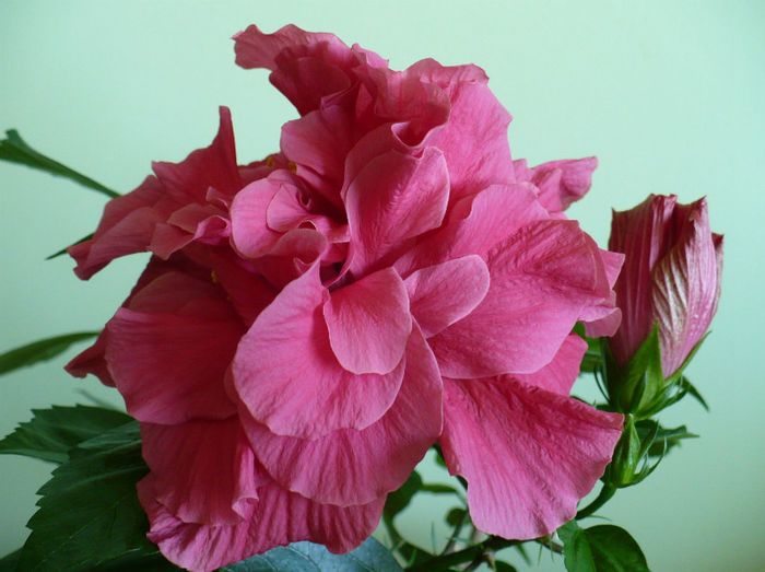 P1430674 - hibiscusi 2013