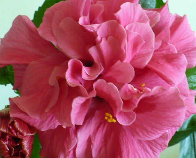 P1430680 crop