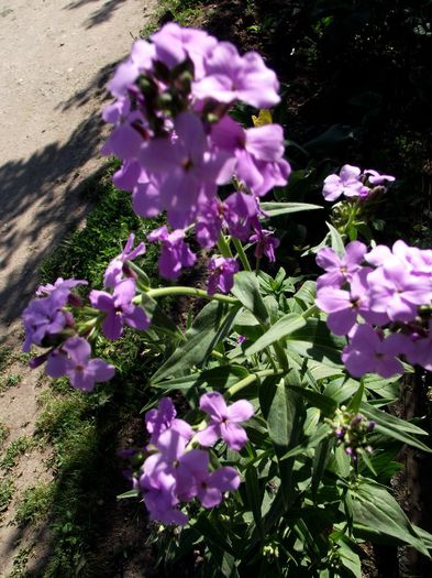 se aseamana cu phlox paniculata - Flori 2013