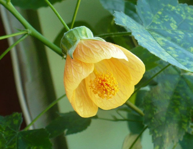 P1430714 crop