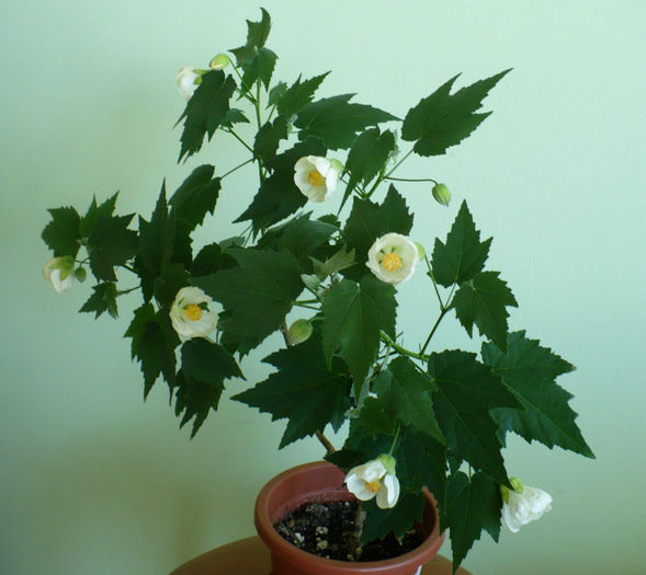 P1430685