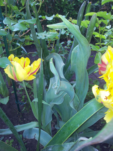 2013-05-01 09.44.22 - flori si trandafiri - 2013