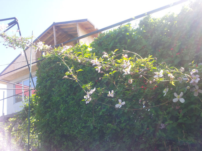 2013-05-01 09.48.48 - flori si trandafiri - 2013