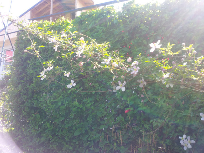 2013-05-01 09.48.53 - flori si trandafiri - 2013