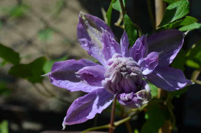 Proteus - 1Clematis 2013