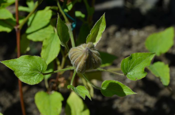 DSC_1093 - 1Clematis 2013