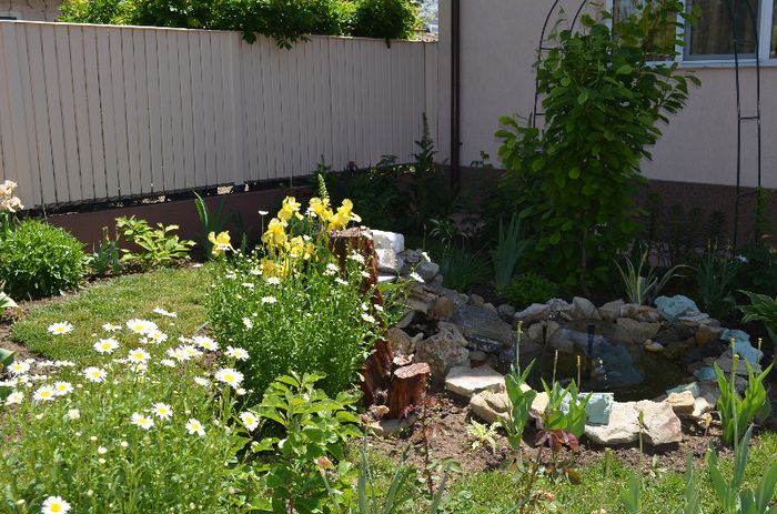 DSC_1087 - 1Gradina mult visata