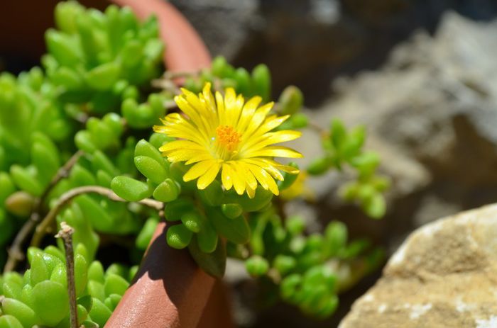 DSC_1094 - 1Gradina mult visata