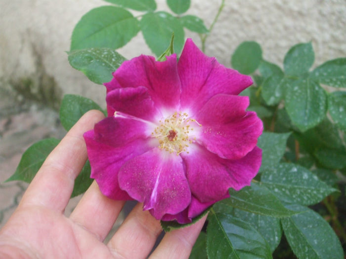 Night Owl - primavara