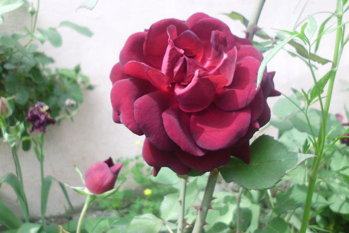un catifelat necunoscut-f parfumat - Trandafiri si clematite 2013