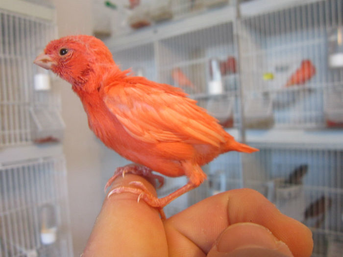 IMG_2997 - Reproductie 2013