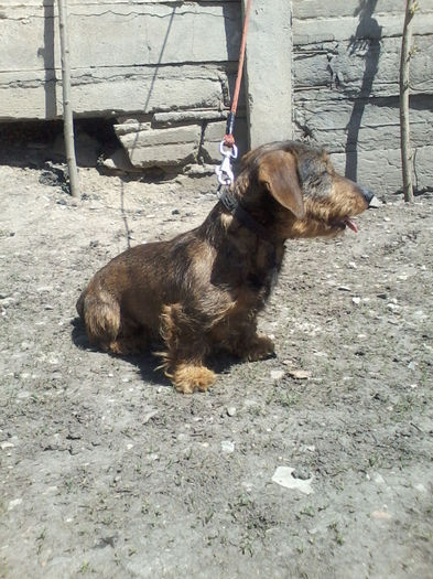 P08-05-13_12.14 - Csoki RIP