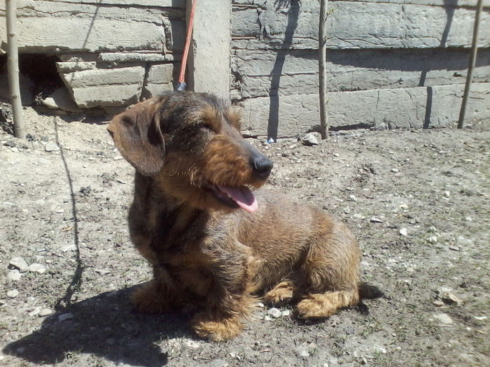 P08-05-13_12.15[02] - Csoki RIP