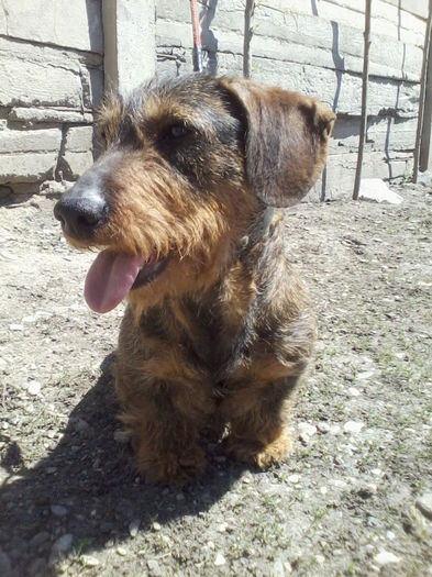 P08-05-13_12.18 - Csoki RIP