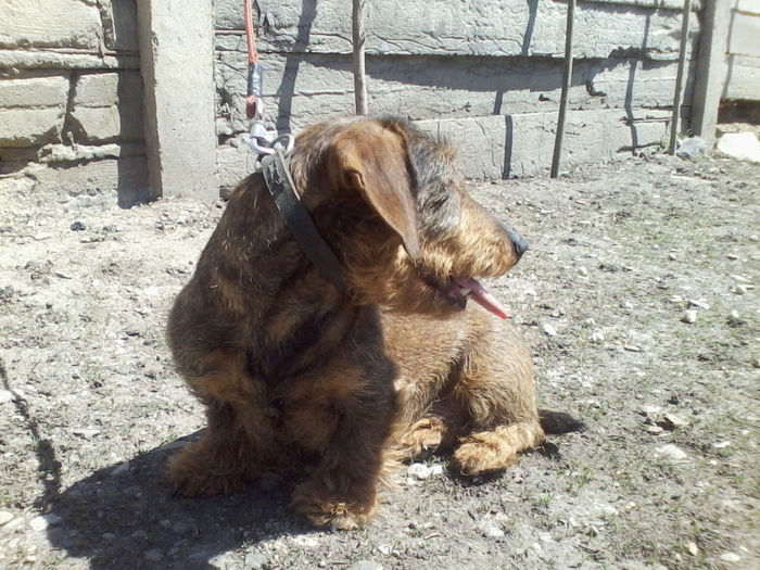 P08-05-13_12.15[03] - Csoki RIP