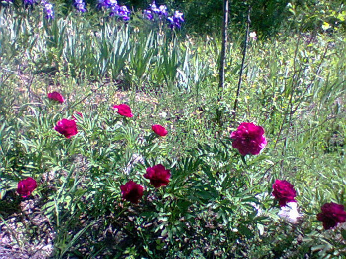 Fotogr.1207
