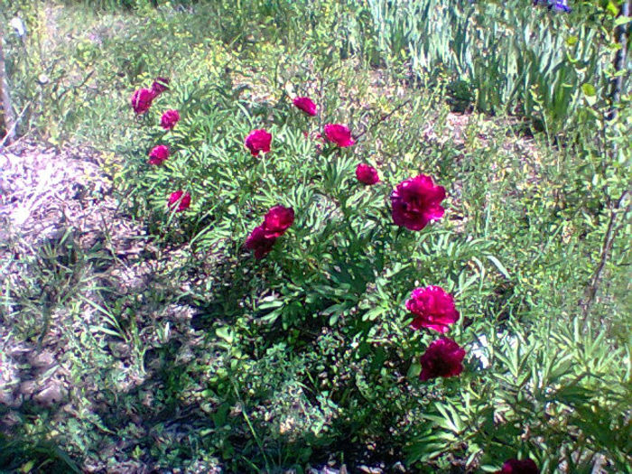 Fotogr.1208